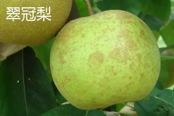 认识优质梨子品种的方法和重点？认识优质梨子品种要做好哪些细节？插图4