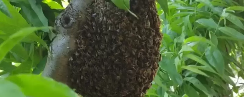 捅了马蜂窝过多久马蜂才会离开，小型马蜂经过1-2小时就会飞走-会东网