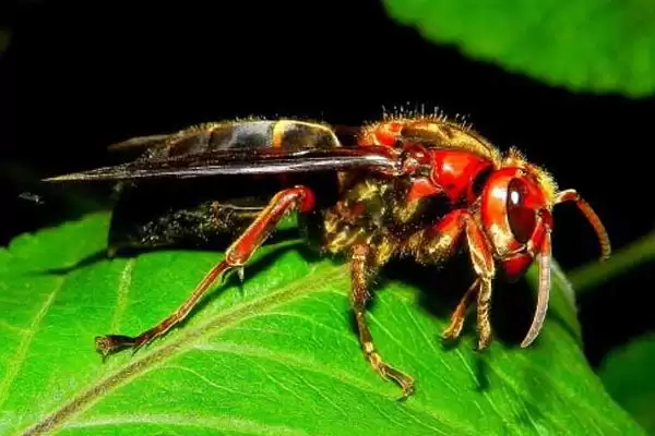 虎头蜂的种类，常见的有中国大虎头蜂、大黄腰虎头蜂等插图4