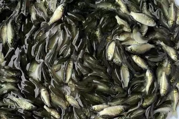 老虎斑的育苗方法 ,老虎斑育苗选鱼苗有何关键要点？插图1
