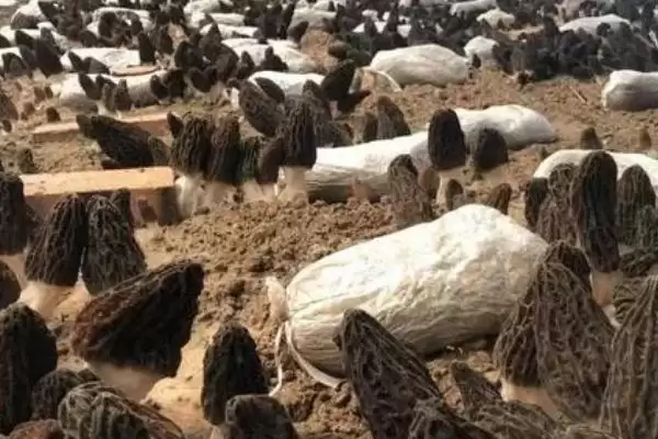 种植羊肚菌的方法和重点?种植羊肚菌要做好哪些细节?插图2 种植羊肚菌的方法和重点?种植羊肚菌要做好哪些细节?插图2