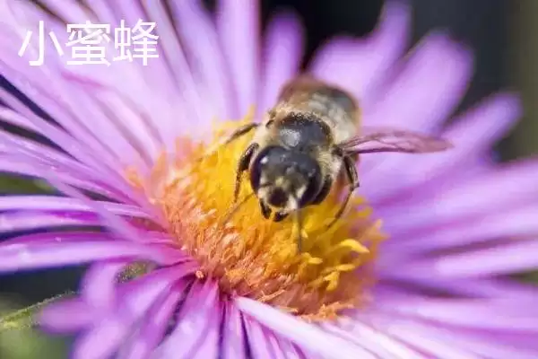 小蜜蜂和大蜜蜂有什么区别，体型是最大不同插图3