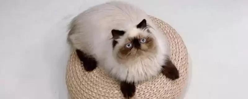 猫有哪些常见的品种 ,猫的哪些品种有优势特点-会东网