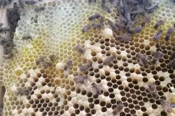 蜜蜂分家前的征兆，早期征兆为蜂群培育雄蜂插图5