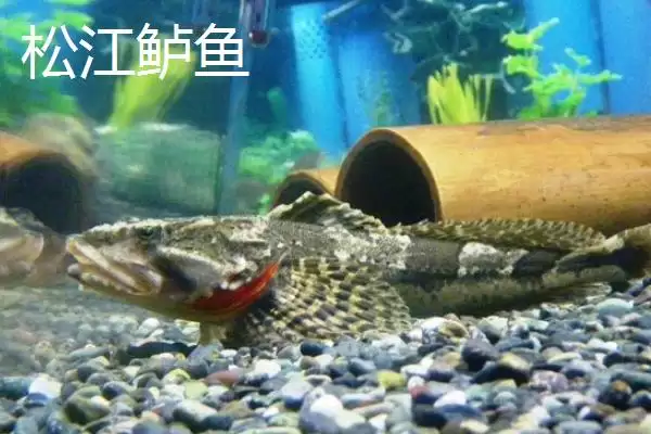 鲈鱼和加州鲈鱼有什么区别 ,鲈鱼与加州鲈鱼的区别在哪插图4