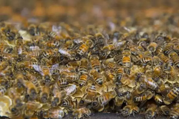 新蜂王怎样放进蜂群中，可直接介王或间接介王插图2
