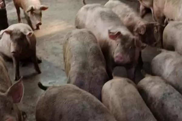 肉用型家畜的特点，生长速度快且单位体重产品率高插图2