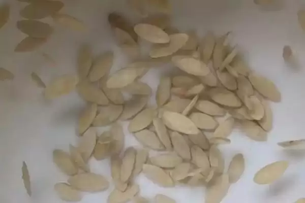 露天黄瓜的株行距是多少 ,露天黄瓜株行距一般为多少插图3