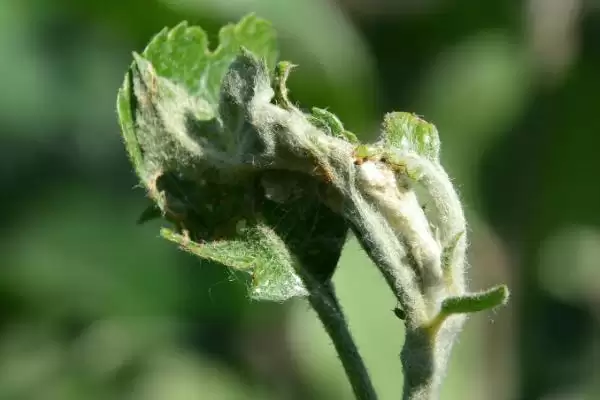 如何防治龙眼卷叶蛾，发现病枝病果要立即剪除插图4