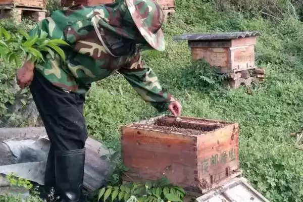 盗蜂的处理方法，需及时处理插图6