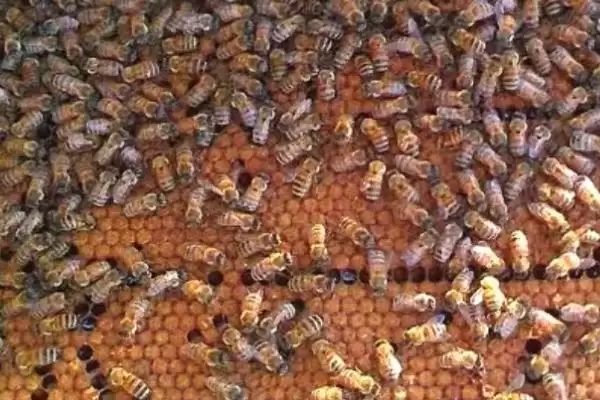 养殖蜜蜂的好处，具有投资小、效益高、管理简单等优点插图5