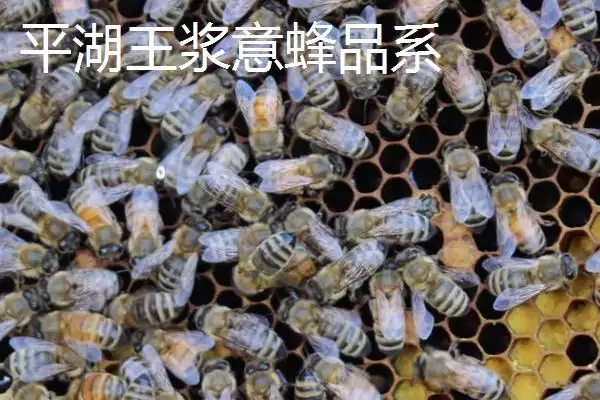 养什么蜂具有良好的效益，虎头蜂、意蜂等品种均是适宜选择插图3