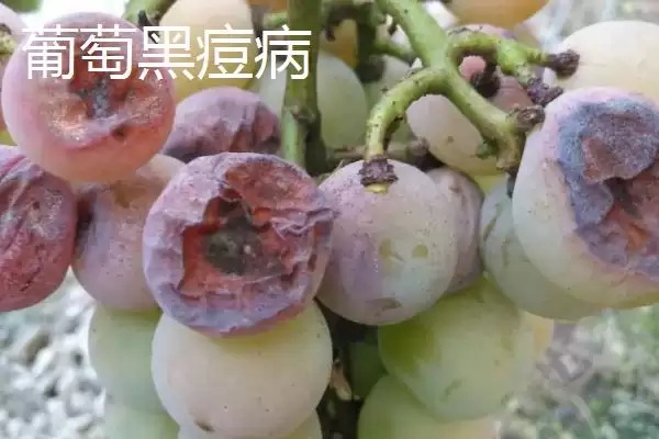 葡萄病虫害防治技术全解：不同病害为害部位的应对策略插图8
