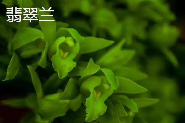 兰花的花语和象征意义 ,兰花有哪些花语及象征内涵？插图8