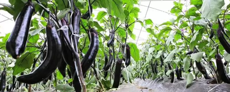 选择适合温室大棚种植茄子品种的方法和重点？选温室大棚茄子品种要做好哪些细节？-会东网