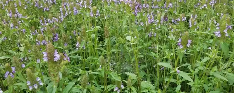 夏枯草种植的技术和要点？种植夏枯草要掌握哪些关键技术步骤？-会东网
