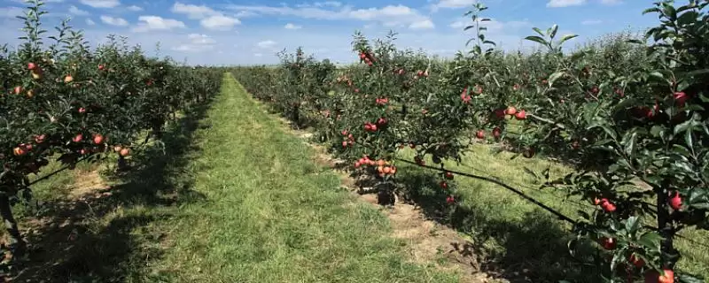 苹果的种植方法，定植后要及时整形、环割-会东网