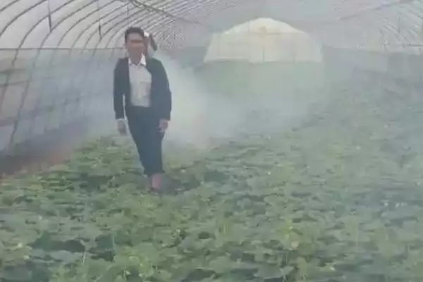 减少农药喷施量提高瓜果品质的方法和重点？提升瓜果品质要做好哪些细节？插图3