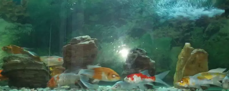 锦鲤的睡觉样子 ,锦鲤睡觉时是什么样的状态呢-会东网