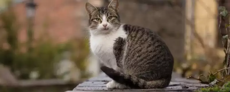 猫拉肚子是什么原因导致的 ,猫拉肚子和感冒应激有关吗-会东网