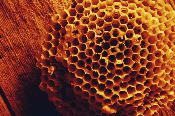 蜜蜂采蜜的季节，一年四季均可采蜜插图5