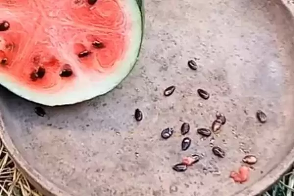 西瓜种子催芽方法的方法和重点？西瓜种子催芽要做好哪些细节？插图1