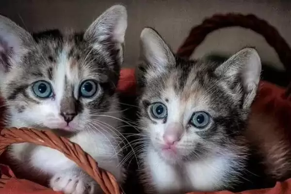 猫咪黑下巴该如何治疗 ,猫咪黑下巴可涂含氟氧沙星药物插图2