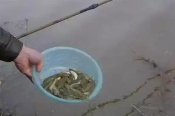 泥鳅打窝多久发窝？半小时至一小时的耐心等待插图2