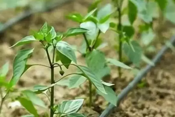 辣椒的种植技术 ,辣椒在哪些月份适合播种呢？插图3
