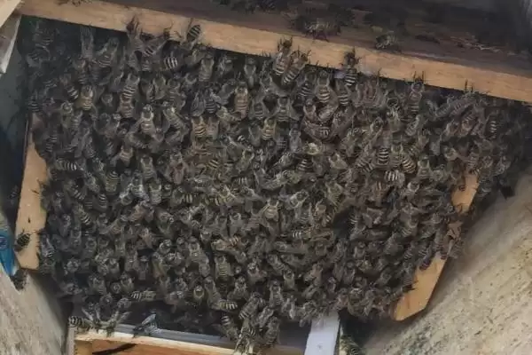 人工分蜂后如何管理蜂群，一定要坚持奖励饲喂插图2