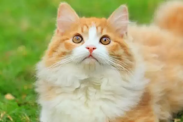 猫拉肚子是什么原因导致的 ,猫拉肚子和感冒应激有关吗插图3