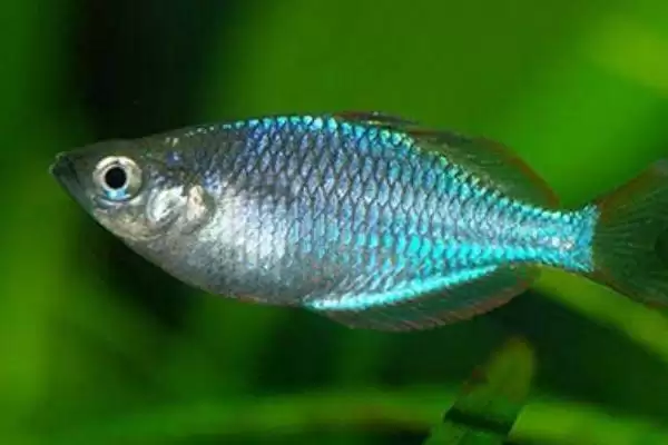 马达加斯加彩虹鱼好不好养 ,马达加斯加彩虹鱼饲养难不难插图2