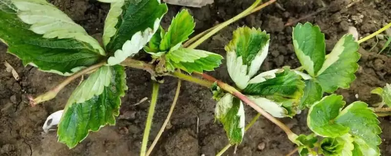 草莓炭疽病，夏季六七月份的时候是病发高峰期-会东网