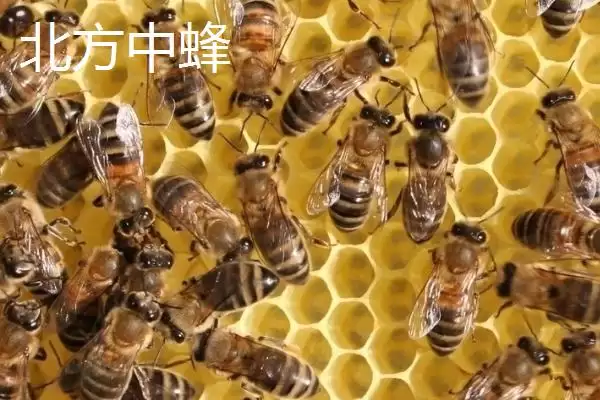 海南中蜂品种介绍，群势较小但具有较强的采集能力插图4
