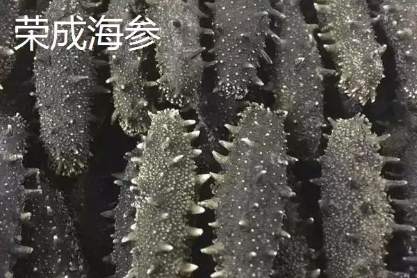 山东荣成的特产，荣成海参堪称参中之王插图1