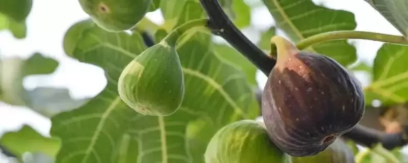 无花果有没有花，是有花的隐花植物-会东网
