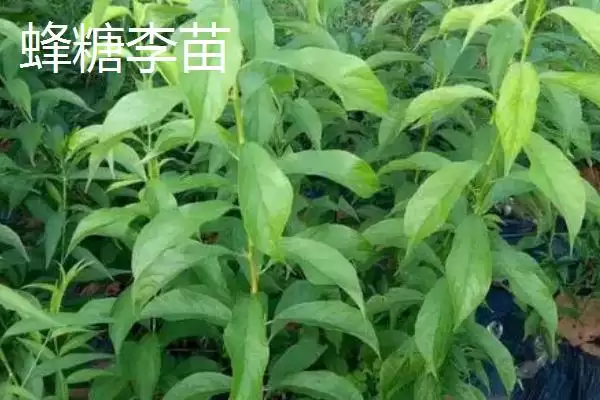 李子属于酸性还是碱性，属于少数酸性水果之一插图3