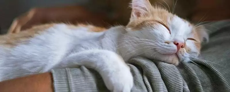 为什么猫咪会哭？了解猫咪哭的原因要知晓哪些猫咪健康、情绪和行为表现要点？-会东网