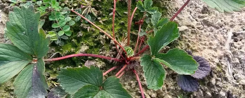 草莓长了匍匐茎还能开花吗，及时处理的话还可以开很多花-会东网
