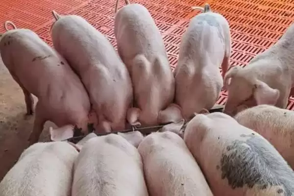 治疗仔猪腹泻的方法和重点?养猪要做好哪些治疗细节?插图4 治疗仔猪腹泻的方法和重点?养猪要做好哪些治疗细节?插图4