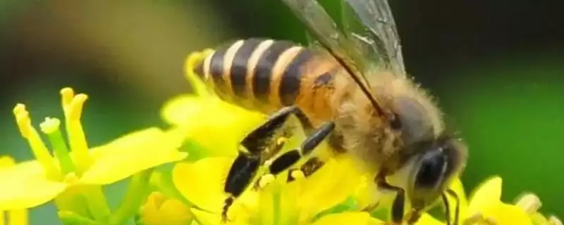 蜜蜂出现枣花蜜中毒情况如何处理，可对蜂群喷洒淡盐水-会东网