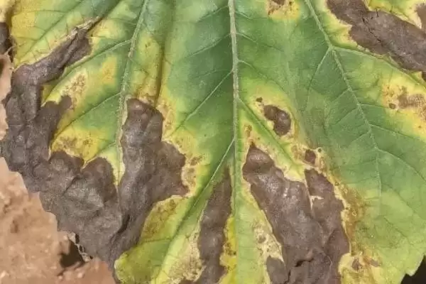 向日葵常见病害防治的方法和要点？防治向日葵病害需注意什么？插图2