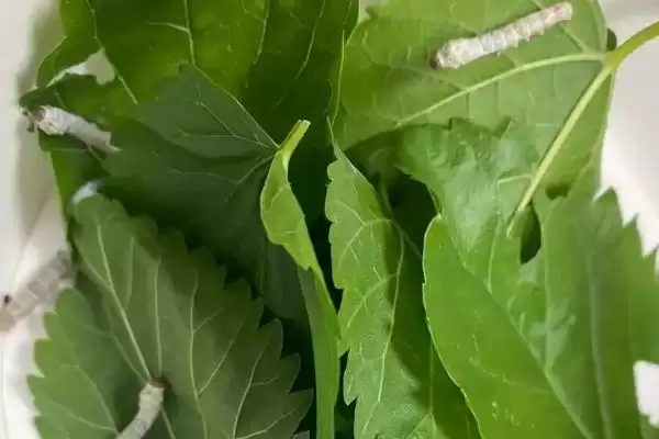 养蚕注意事项的方法和重点？养蚕注意事项要做好哪些细节？插图2