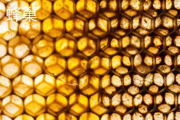 蜂巢和蜂胶的区别，来源、作用和成分均不同插图1