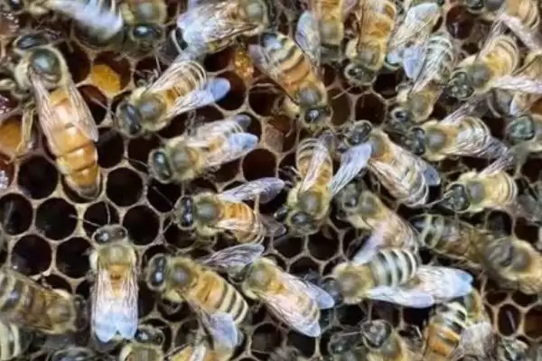 意大利蜜蜂的特点，生产力、采集力和育虫力强插图3