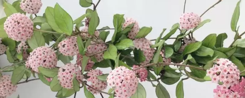 球兰日常养护秘籍:确保充足光照的方法及意义插图 球兰日常养护秘籍:确保充足光照的方法及意义插图