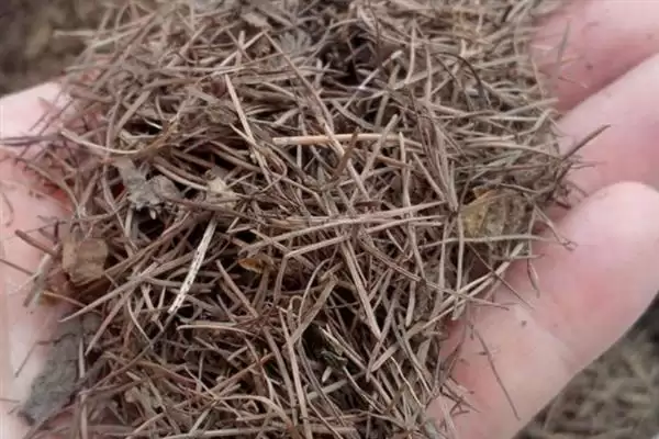 如何促使虎皮兰冒新芽？养护虎皮兰促新芽要掌握哪些有效技巧？插图1