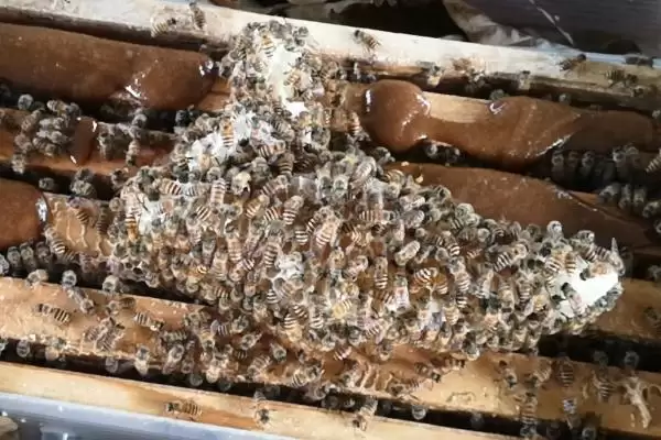 蜜蜂秋繁的起止时间，南方通常于9-10月份的时候开始秋繁插图3