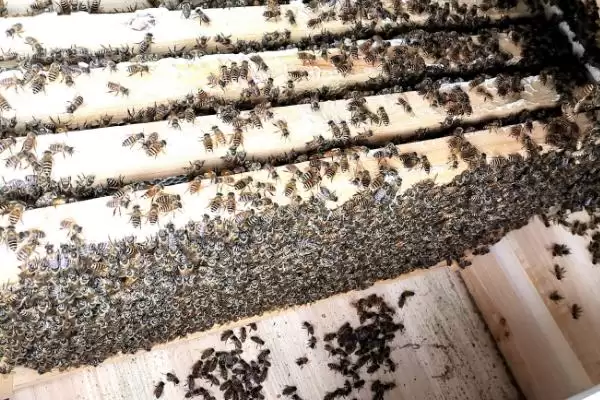 拆分蜂群的方法，可直接将原蜂箱中的部分蜂脾、蜜脾放入新蜂箱中插图1