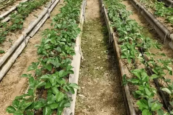 草莓如何播种，与细土拌匀后可撒播至苗床上插图4